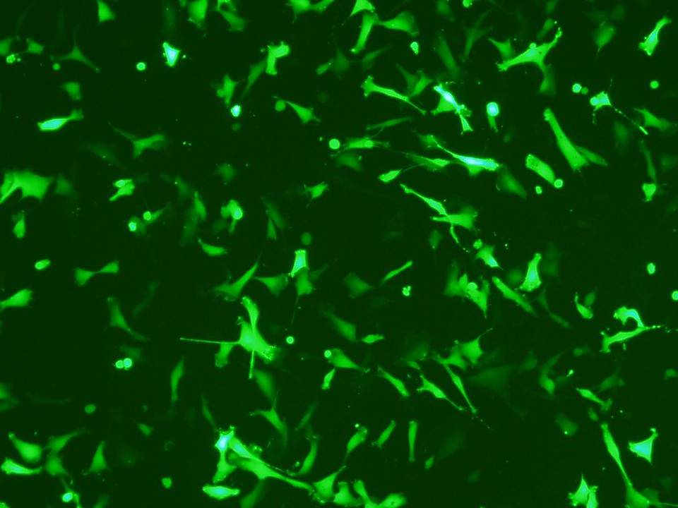 BFF - Bovine Fetal Fibroblasts – Transfection Efficiency 72 per cent